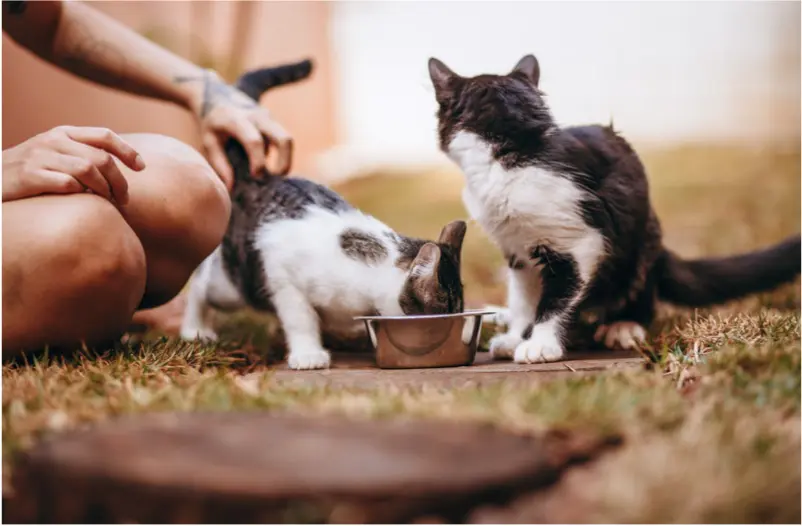 ¿Por qué mi gato siempre tiene hambre?